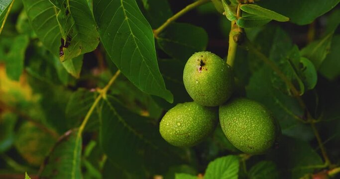 Walnut ripens on a tree, raindrops run down the nuts.