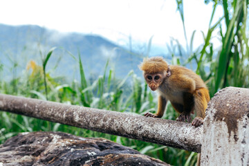 Hungry macaque sitting near the road waiting for food