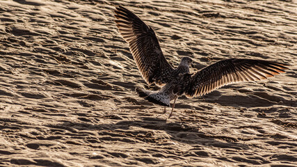 Various sea birds looking for a food on a beach