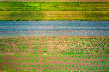 Kolorowe pola uprawne widziane z góry, rolniczy krajobraz polskiej wsi. 


 - obrazy, fototapety, plakaty