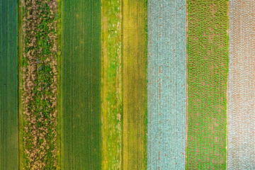 Kolorowe pola uprawne widziane z góry, rolniczy krajobraz polskiej wsi.  