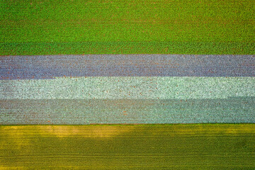 Kolorowe pola uprawne widziane z góry, rolniczy krajobraz polskiej wsi. 


 - obrazy, fototapety, plakaty