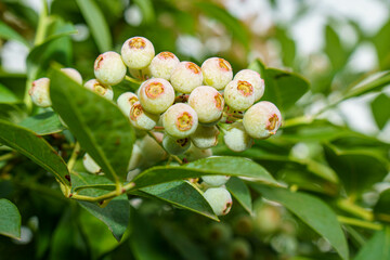 身がつき始めた白いブルーベリー