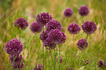 Burgundy wild onion flowers on a summer day. Flowers in the field. 