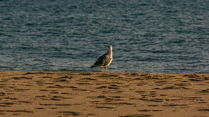 Fototapeta premium Various sea birds looking for a food on a beach