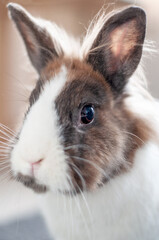 Fototapeta premium lapin