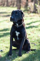 labrador
