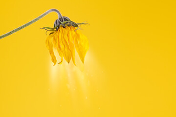 Yellow wilting flower of topinambur on yellow background with light, withered Jerusalem artichoke