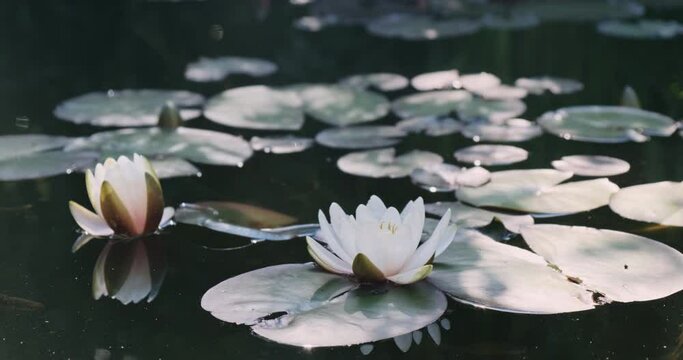 Water lilies blooming in calm lake, sun light morning. Beautiful green natural background. Reflection of light, shadows on pond water, green leaves. White lotus in clean spring nature. Nymphaea petals