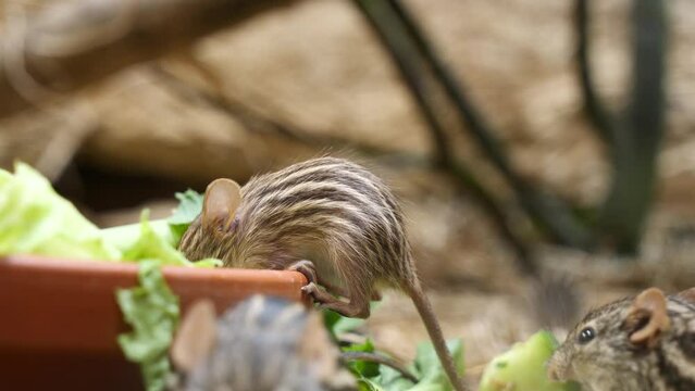 Cute Grass Mouse eating salad from bowl in zoo during sunny day,close up