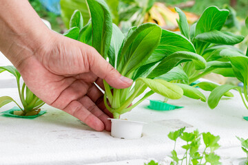 Hand holding hydroponic vegetable seedlings growing on Organic hydroponic vegetable cultivation farm. Grow vegetables without soil concept.