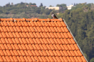 Red tiled roof on a residential building in Israel