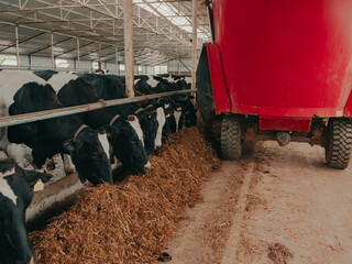 A modern farm with dairy cows. Goldstein breed. Breeding cows, cattle breeding. Cows eat hay. Distributing food to cows with a tractor. 