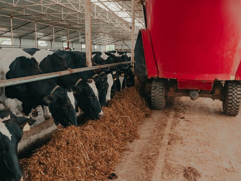 A modern farm with dairy cows. Goldstein breed. Breeding cows, cattle breeding. Cows eat hay. Distributing food to cows with a tractor. 