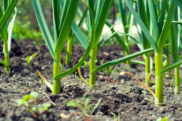 Young plant sprout close-up, bottom view. The seedlings grow from fertile soil and the morning sun shines. Ecology and ecological balance concept.