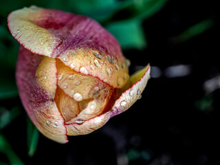 beautiful delicate yellow tulip in the garden, macro