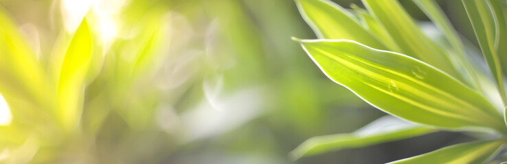  Nature leaf green in the garden.Concept organic leaves green and clean ecology in summer sunlight plants landscape. bokeh blurred bright green use texture wallpaper natural background.selective focus