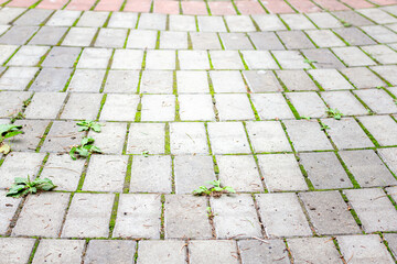 Fototapeta premium abstract background from paving slabs, stone pavement. Gray paving slabs, selective focus