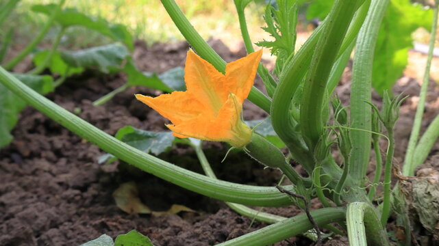 pianta di zucchina con fiore