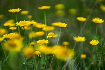 Taraxacum platycarpum, yellow dandelions
