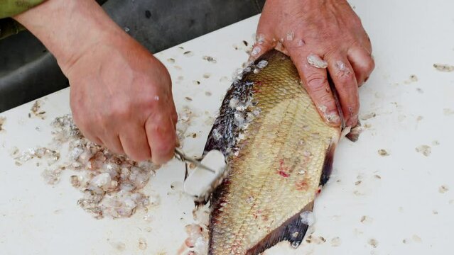 Faceless elderly woman or man cleaning freshwater fish with scraper on white table. Hands of elderly cook remove scales of carp with peeler tool. Chef prepares bream for frying, boiling with scaler