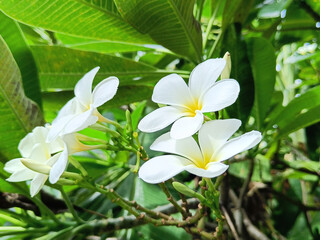 Beautiful white and yellow plumeria flowers blooming on tree, frangipani, tropical flowers. afternoon light
