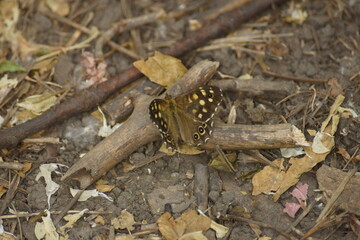 Butterfly on a broken branch 