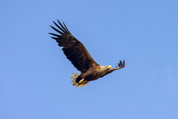 White-tailed Eagle (haliaeetus albicilla) flying in the blue sky in the delta of Volga River	