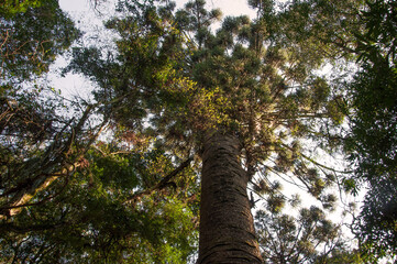 Fototapeta premium vision of the millenary pine tree in Nova Petrópolis