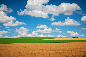 Green and golden wheat field and cloudy sky