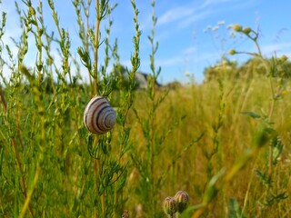 Caucasotachea vindobonensis is a species of medium-sized air-breathing land snail, a terrestrial pulmonate gastropod in the family Helicidae.
