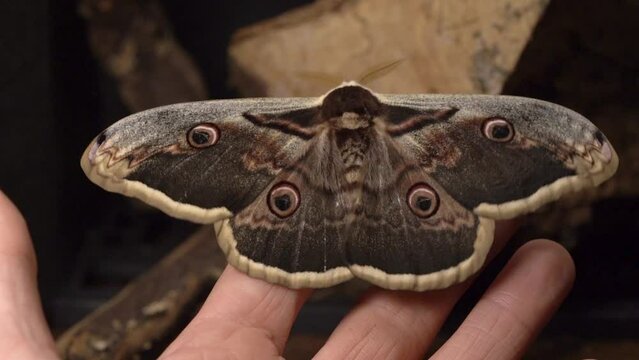 Giant Peacock Moth On A Human Hand. Close Up