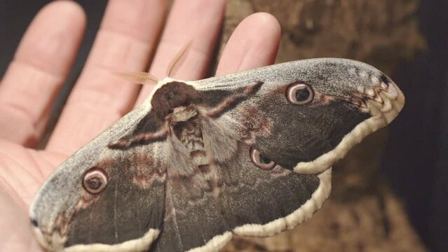 Viennese Emperor Moth In A Palm Hand Of A Person. Close Up