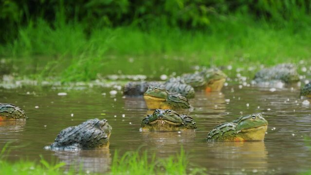 A Troop Of Male African Giant Bullfrogs Gathered In Breeding Pond With Vegetation During Rainy Season In Central Kalahari Botswana. - Selective Focus