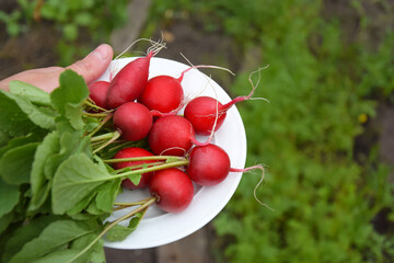 In the hands of a farmer, a freshly picked radish on a white plate.