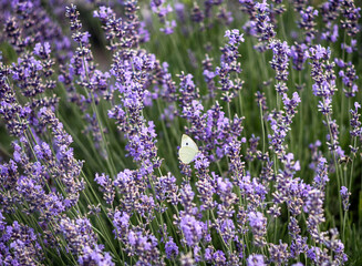 background of blooming lavender and butterfly