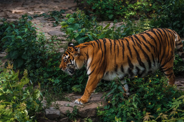 The Bengal tiger. Zoo. Big cat. Zoological garden
