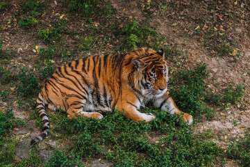 Naklejka na ściany i meble The Bengal tiger. Zoo. Big cat. Zoological garden