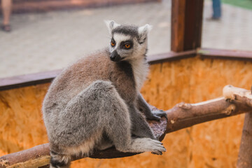 Ring-tailed lemur sitting in the park. Zoo.