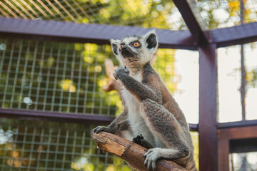 Ring-tailed lemur sitting in the park. Zoo.