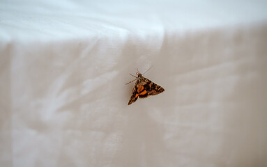 Fototapeta na wymiar Catocala fulminea, the yellow bands underwing moth.
