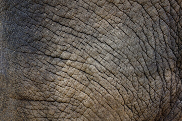 Close up The elephant Skin is big wildlift animal for texture and pattern skin