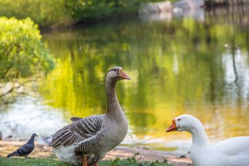 birds on the lake shore. geese on the grass. white and gray big geese