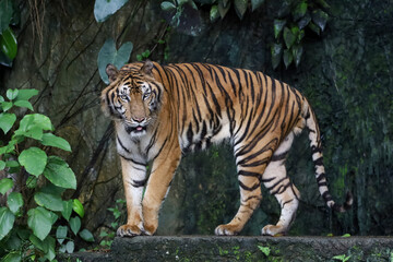 Close up Indochinese tiger is beautiful animal and dangerous in forest