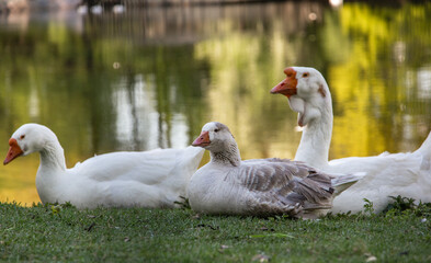 birds on the lake shore. geese on the grass. white and gray big geese