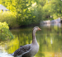 birds on the lake shore. geese on the grass. one goose on the shore. isolated bird