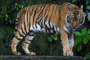 Plakat Close up Indochinese tiger is beautiful animal and dangerous in forest