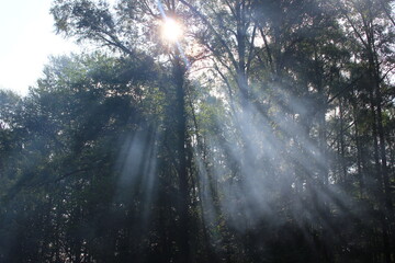 sun rays through the trees
