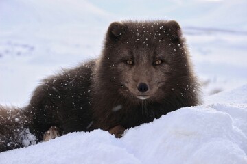 arctic fox in the snow