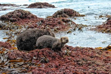 Sea otters